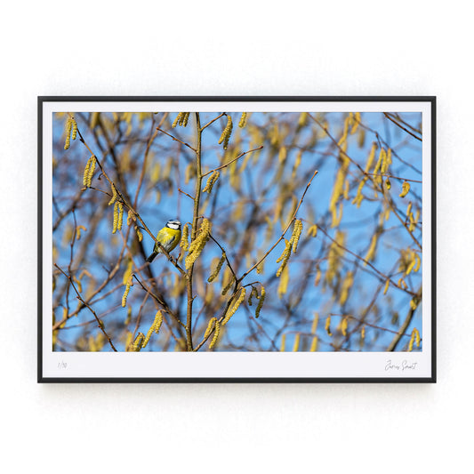 Blue Tit in Hazel Tree Print in Black Fame James smart photography